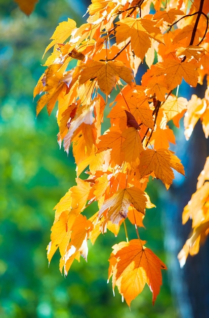 Érables d'automne, gros plan dans le parc de la ville d'automne