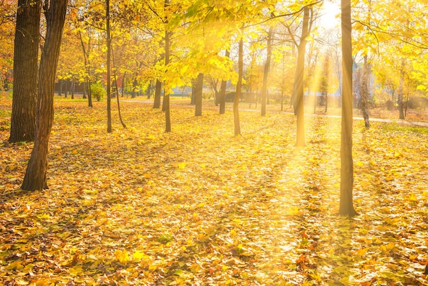 Érables jaunes dans le parc de la ville