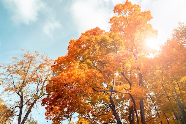 Érables et lumière du soleil étonnants avec le ciel bleu pendant le jour chaud d'automne