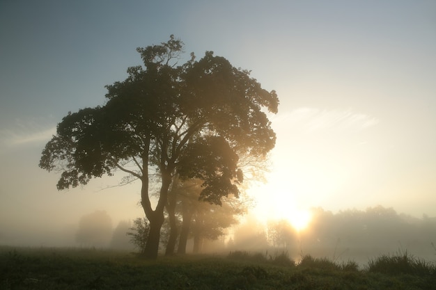 Érables sur la rive du lac un matin brumeux