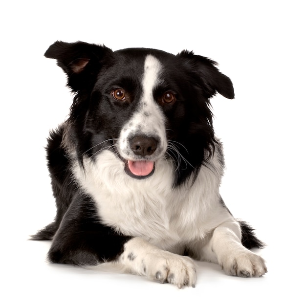 Race Border Collie