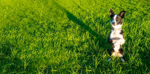 La race bordercollie de chien noir et blanc est assise sur ses pattes arrière et regardant sur le côté exécute la commande