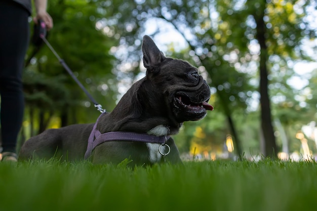 Une race de bouledogue français s'est renversée sur la pelouse et regarde vers l'avenir