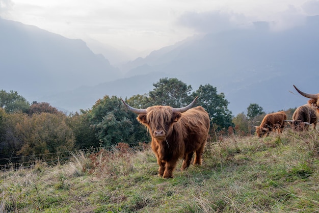 La race bovine Highlanad est connue pour sa rusticité