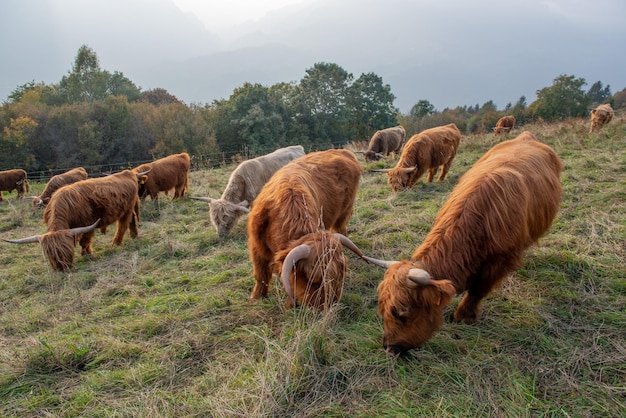 La race bovine Highlanad est connue pour sa rusticité