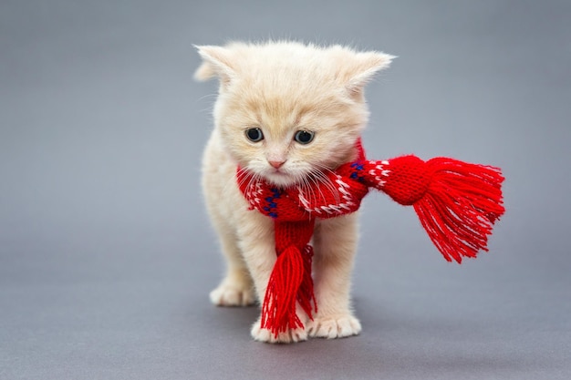 Race britannique de chaton avec une écharpe