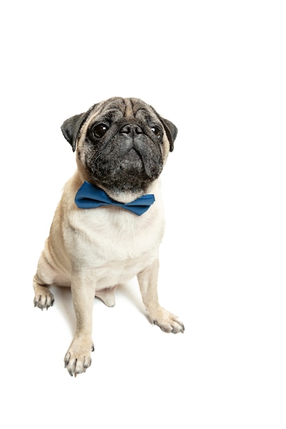 Race de carlin de chien mignon assis et souriant avec bonheur se sentant si drôle et faisant un visage sérieux. Chien de race pure et intelligent isolé sur fond blanc. Le concept convivial