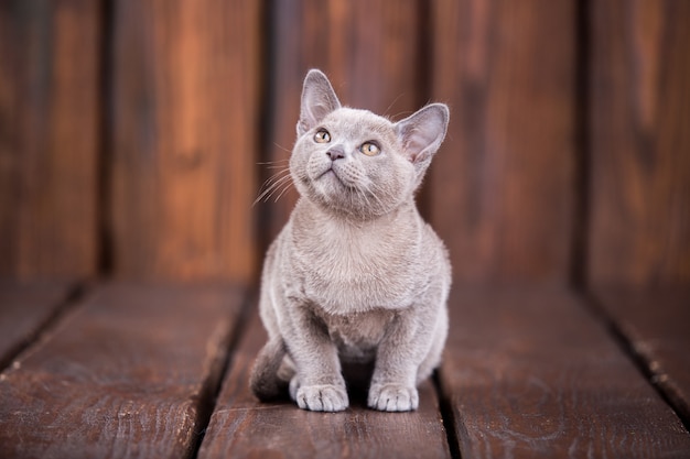 Photo race de chat birman européen, gris, assis sur un fond en bois marron