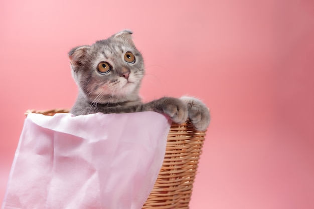 Race De Chat Scottish Fold, âge 3 Mois Dans Le Panier. Petit Chat Pli écossais Le Chaton Mignon Au Gingembre Dans L'animal Moelleux Se Sent Heureux Et Le Chat Est Confortable. L'amour Aux Animaux Concept Pour Animaux De Compagnie.