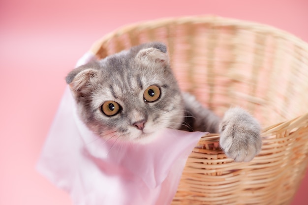 Race de chat Scottish fold, âge 3 mois dans le panier. Petit chat pli écossais Le chaton mignon au gingembre dans l'animal moelleux se sent heureux et le chat est confortable. l'amour aux animaux concept pour animaux de compagnie.