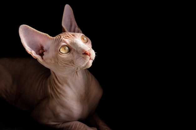 Race de chat Sphynx canadien sur fond noir