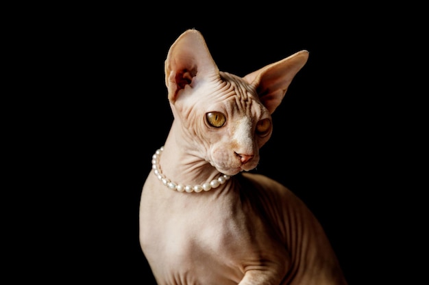 Race De Chat Sphynx Canadien En Perles De Nacre Sur Fond Noir