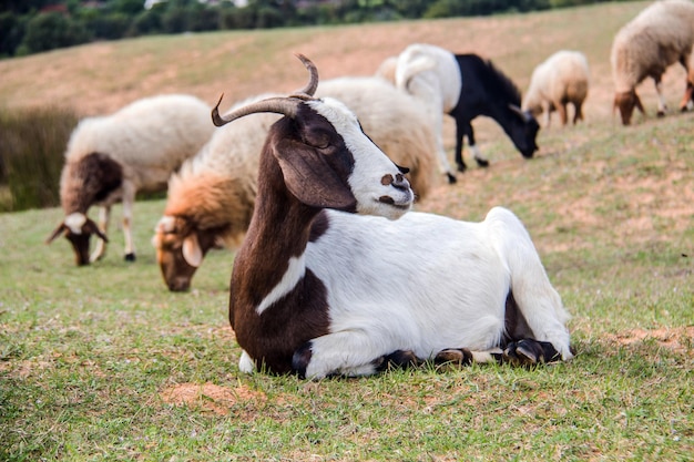 La race de chèvre boer dans la nature