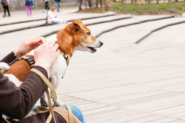 Race de chien adulte Jack Russell Terrier est assis sur les genoux de son propriétaire tout en marchant dans le parc.