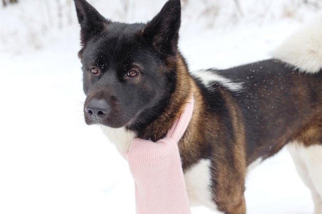 Race de chien Akita en hiver avec une écharpe