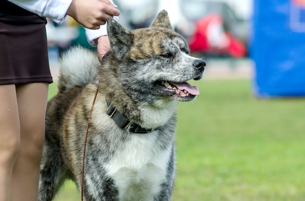 Race de chien Akita Inu à côté de son hôtesse à l'exposition canine