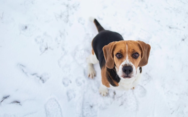 Race de chien Beagle assis dans la neige sur la prairie d'hiver