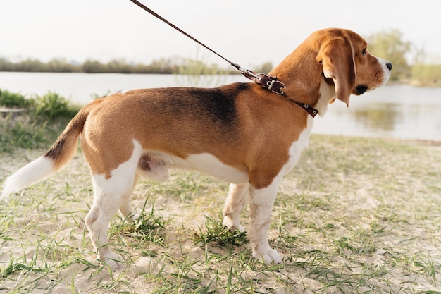 Photo race de chien beagle bouchent en marchant dans la rue