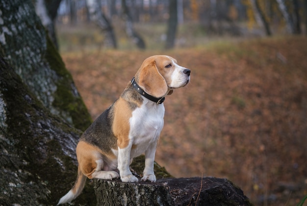 Race de chien Beagle drôle assis sur une souche dans le parc de l'automne