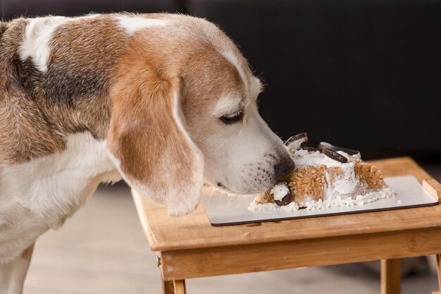 La race de chien Beagle mange un délicieux gâteau nourriture pour chien boulangerie pour chien