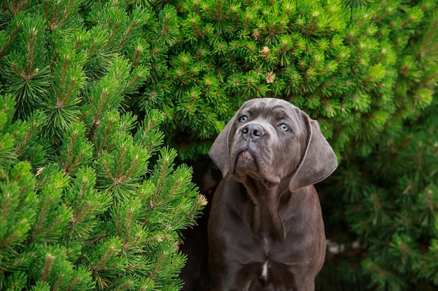 race de chien Cane Corso Italiano