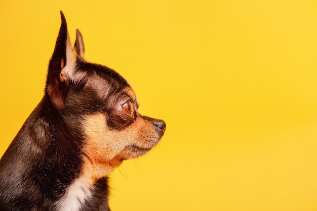 Race de chien Chihuahua couleur noire sur fond jaune Animal de compagnie