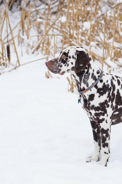 Race de chien dalmatien hiver dans la neige se dresse fièrement et a l'air beau et charmant dalmatien se promène dans le parc beau chien dalmatien adulte