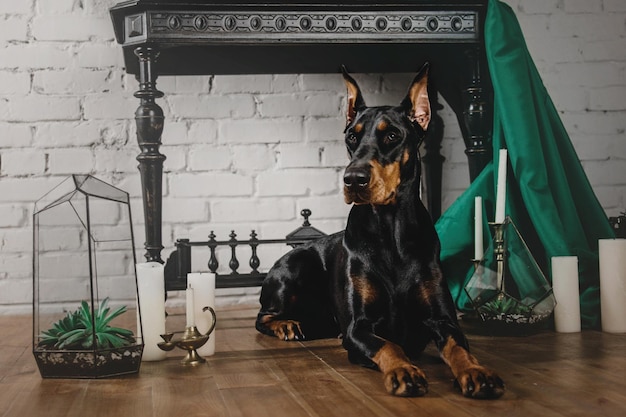 Race de chien Doberman assis dans un bel intérieur classique avec rideaux et bougies