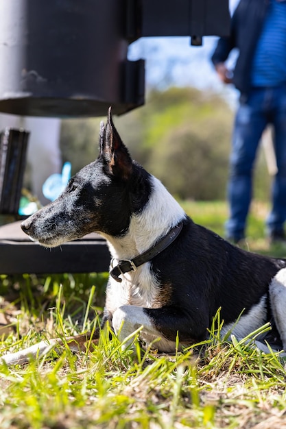 Race de chien fox-terrier à poil lisse allongé sur l'herbe en plein air Journée ensoleillée parc de printemps ou d'été