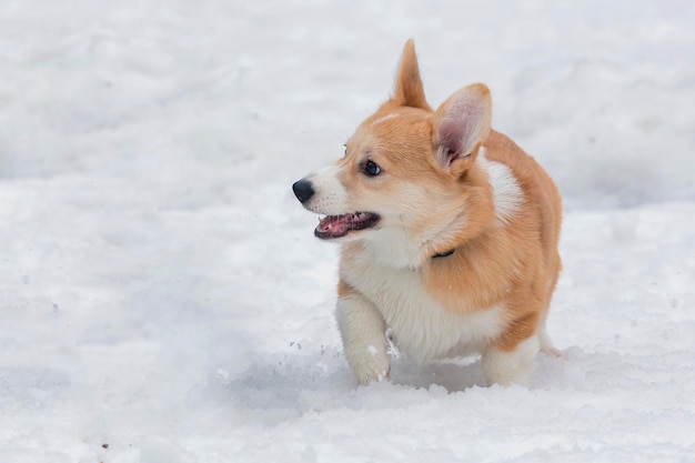 La race de chien gallois Corgi Pembroke court dans la neige