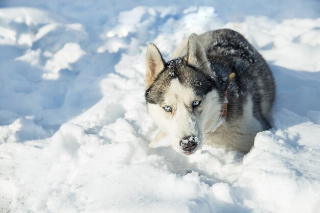 Race de chien Husky dans la neige