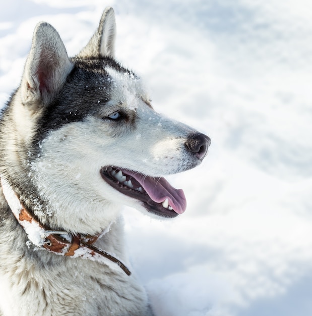 Race de chien Husky dans la neige