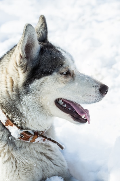 Race de chien Husky dans la neige