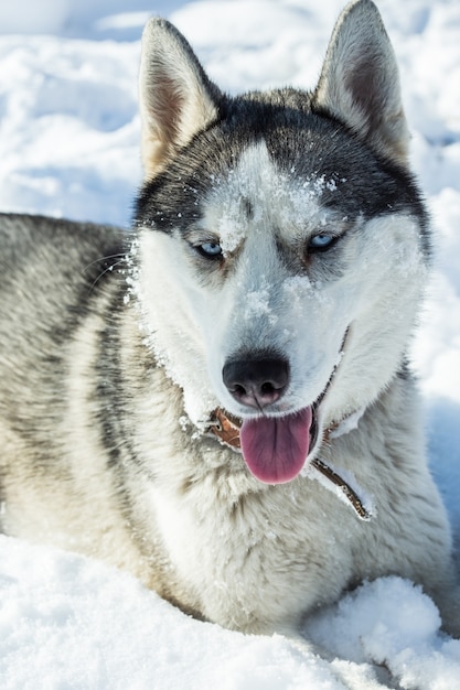 Race de chien Husky dans la neige