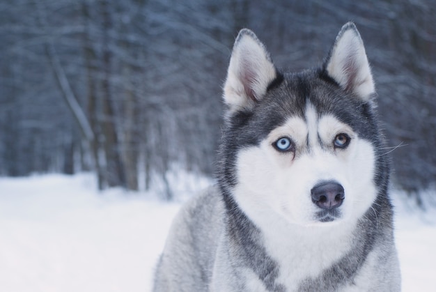 Race de chien Husky avec des yeux de différentes couleurs est dans le parc d'hiver.