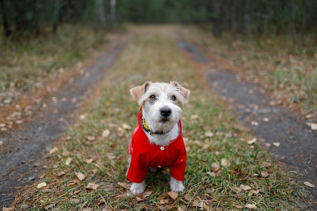 Race de chien Jack Russell Terrier dans un imperméable rouge est assis sur une route dans une forêt verte