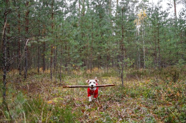 Race de chien Jack Russell Terrier dans un imperméable rouge porte un bâton dans sa bouche dans une forêt d'épinettes vertes