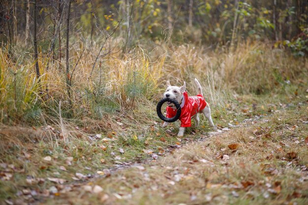 Race de chien Jack Russell Terrier dans un imperméable rouge porte dans sa bouche un anneau de saut jouet dans une forêt verte