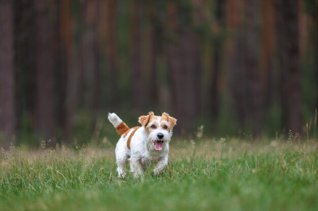 Race de chien Jack Russell Terrier dans un imperméable rouge porte dans sa bouche un anneau de saut jouet dans une forêt verte