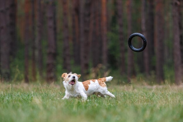 Photo race de chien jack russell terrier dans un imperméable rouge porte dans sa bouche un anneau de saut jouet dans une forêt verte
