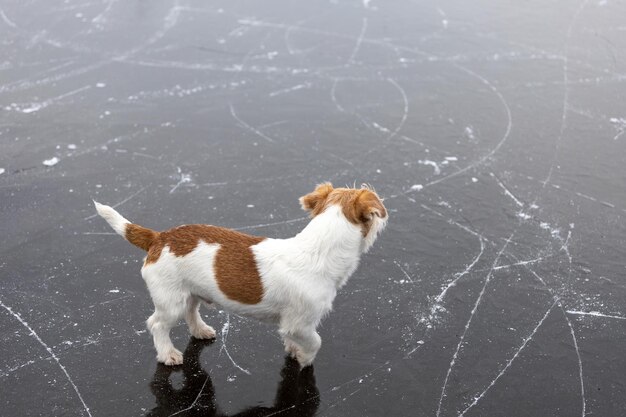 Race de chien Jack Russell Terrier sur la glace d'un lac gelé Glace avec des marques de skate