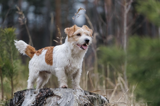 Race de chien Jack Russell Terrier se dresse sur une souche sur fond de conifères Forêt froide de printemps