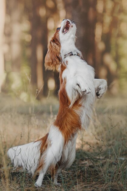 Race de chien King Charles Spaniel sautant et dansant