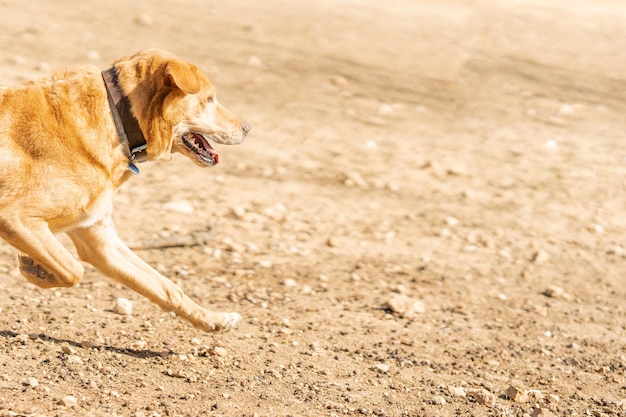 Race de chien Labrador courant pour chasser une balle dans un parc