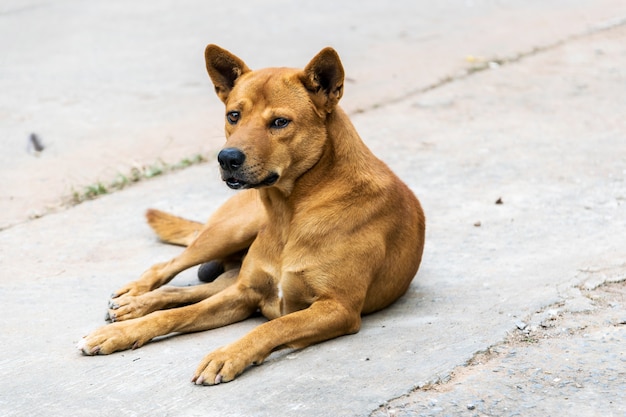 Race de chien mâle brun de Thaïlande.