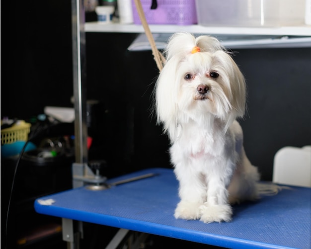 Race de chien maltais est assis sur la table