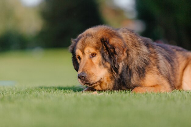 Race de chien Mastiff tibétain sur l'herbe