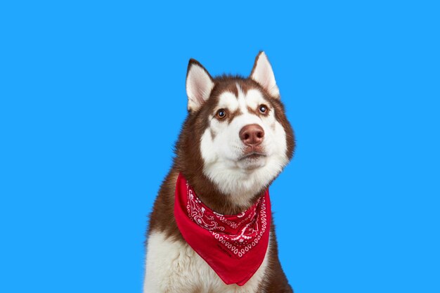 Race de chien mignon husky construisant une drôle de tête sur fond bleu coloré