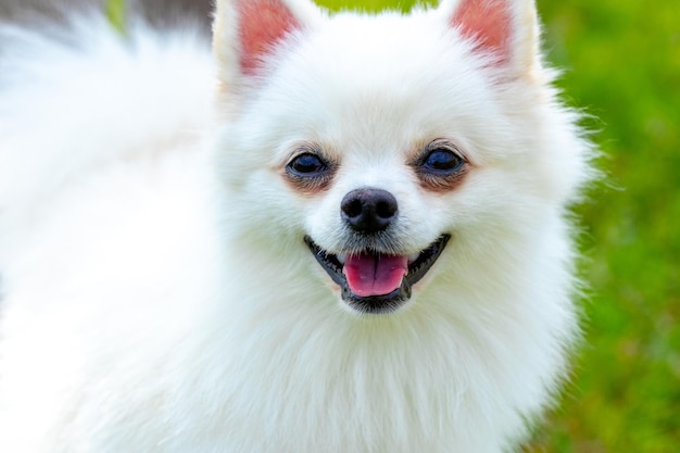 Race de chien moelleux blanc Spitz sur fond flou gros plan portrait d'un petit chien mignon