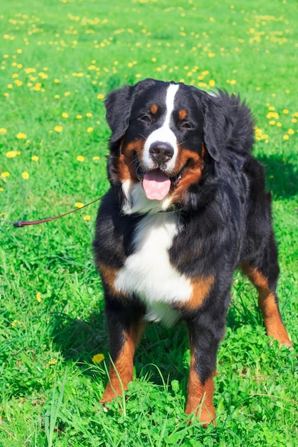 Race de chien montagne bernois debout et souriant